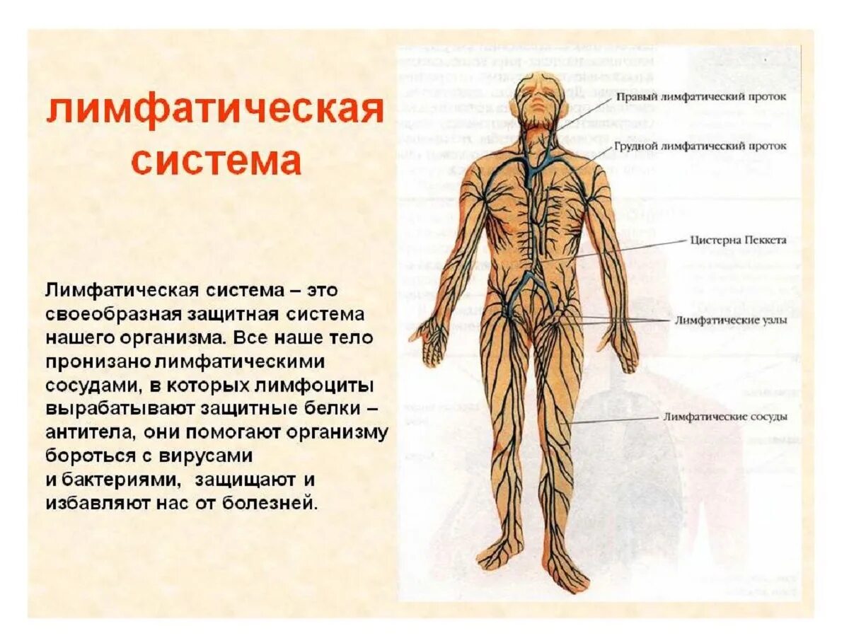 Лимфа включает. Строение и функции лимфатической системы физиология. Структурно-функциональные особенности лимфатической системы. Лимфатическая система человека: общий план строения и функции. Общий принцип строения лимфатической системы.