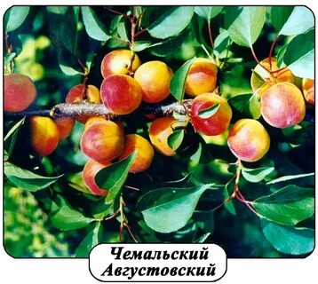 Зимостойкие сорта абрикосов
