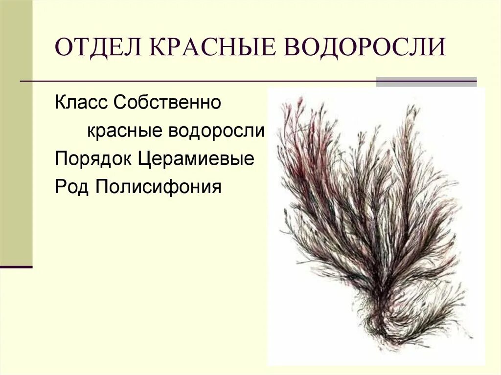 Полисифония водоросль. Красные водоросли полисифония. Красные водоросли порядок.