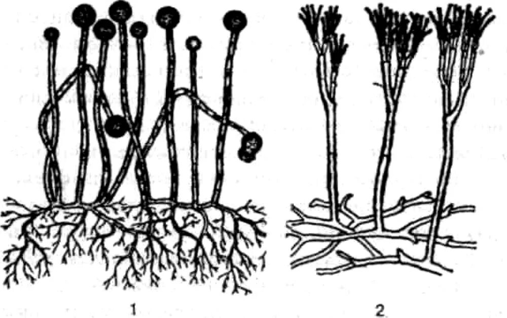 Мукор царство грибов. Мукор пеницилл аспергилл. Плесневые грибы мукор пеницилл аспергилл. Плесневые грибы мукор спороношение. Аспергилл и мукор.