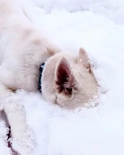 Увидел снег