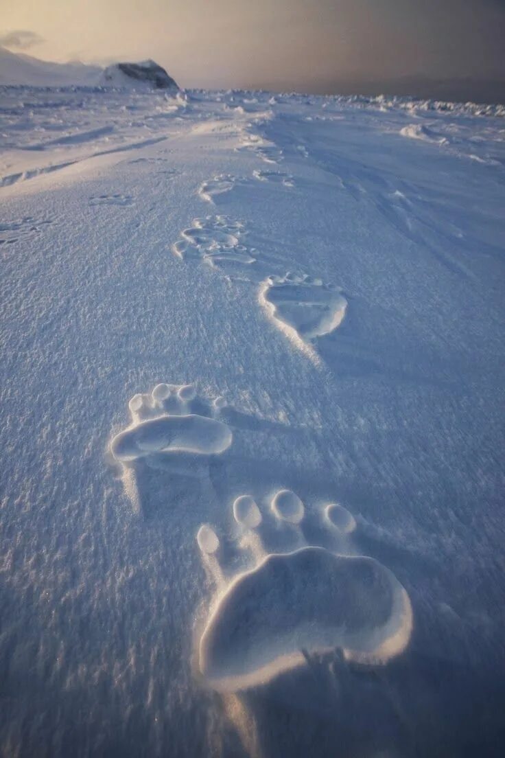 Bear track