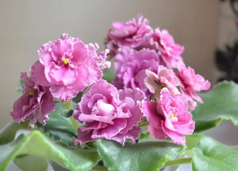 фиалка ле принцесса персии. сорт фиалки ле розовое золото. фиалка ле алмазная диадема. сорт фиалки ле розовое золото. фиалка ле розовый кварц.