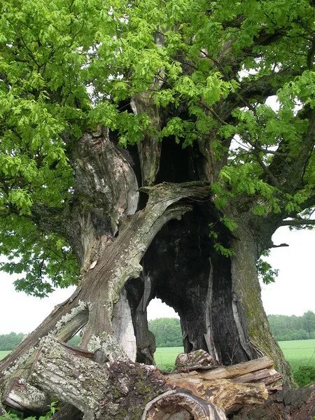 национальное дерево чинар азербайджана. румскулла дуб. дуб европейский дерево. 800 летний дуб горки ленинские. гигантский дуб черешчатый.