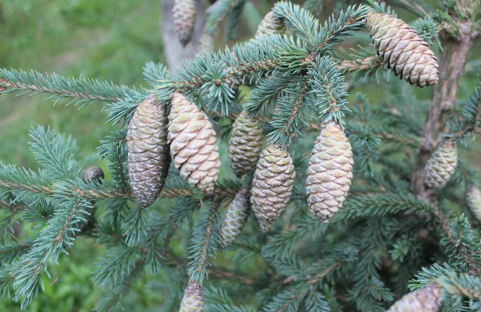 Родственник ели. Ель Сибирская Семинская. Picea obovata. Ель Сибирская — Picea obovata Ledeb.. Picea obovata шишки.