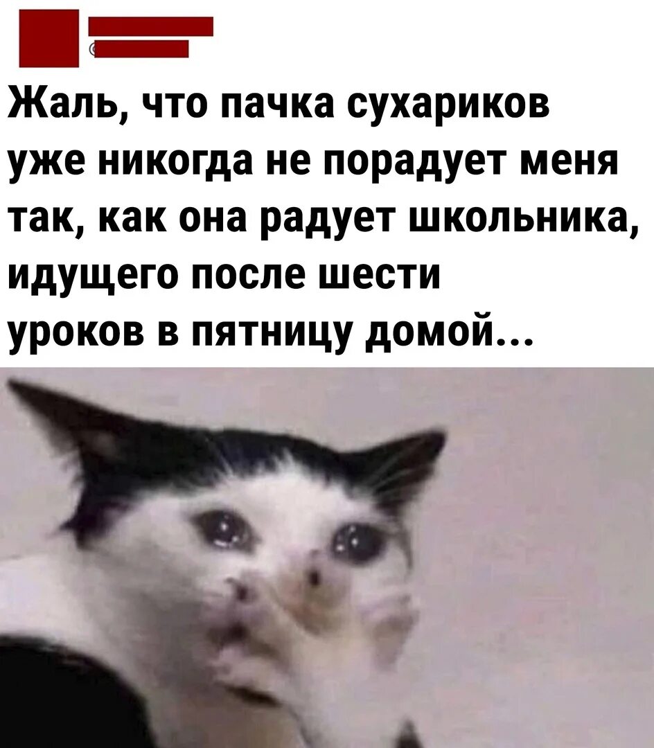 Смешные комиксы про жизнь. Я бедный мем. Я буду расти условия. Когда я вырасту я буду помогать бедным. Бедный кот мем.
