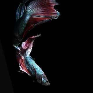 Her fish