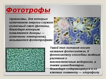 К хемосинтезирующим бактериям относят