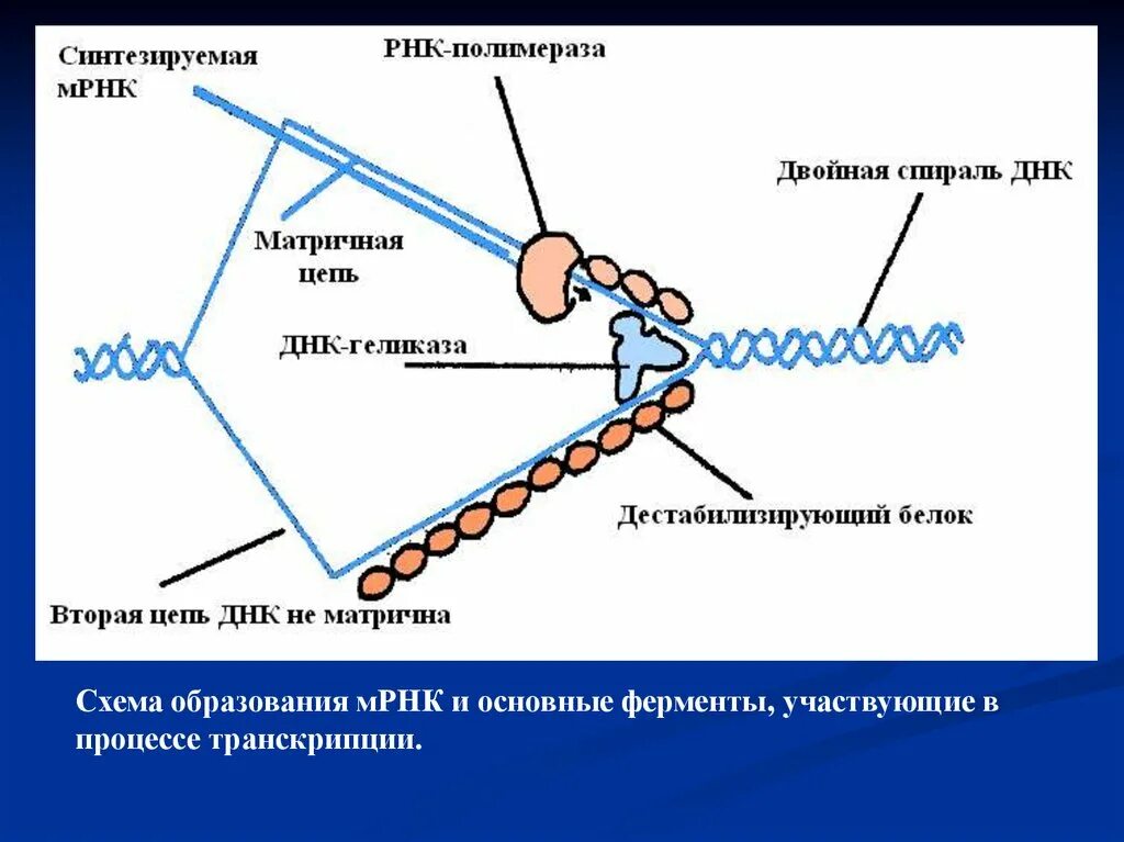 Синтезирует белки ферменты. Схема образования МРНК. Ферменты участвующие в процессе транскрипции ДНК. МРНК схема. Транскрипция МРНК.