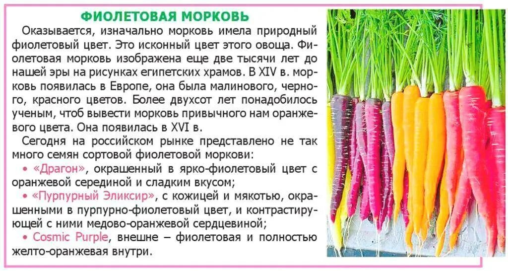 Сколько потребуется морковок. Цвет моркови. Фиолетовая морковь семена. Природный цвет моркови. Морковь фиолетового цвета.