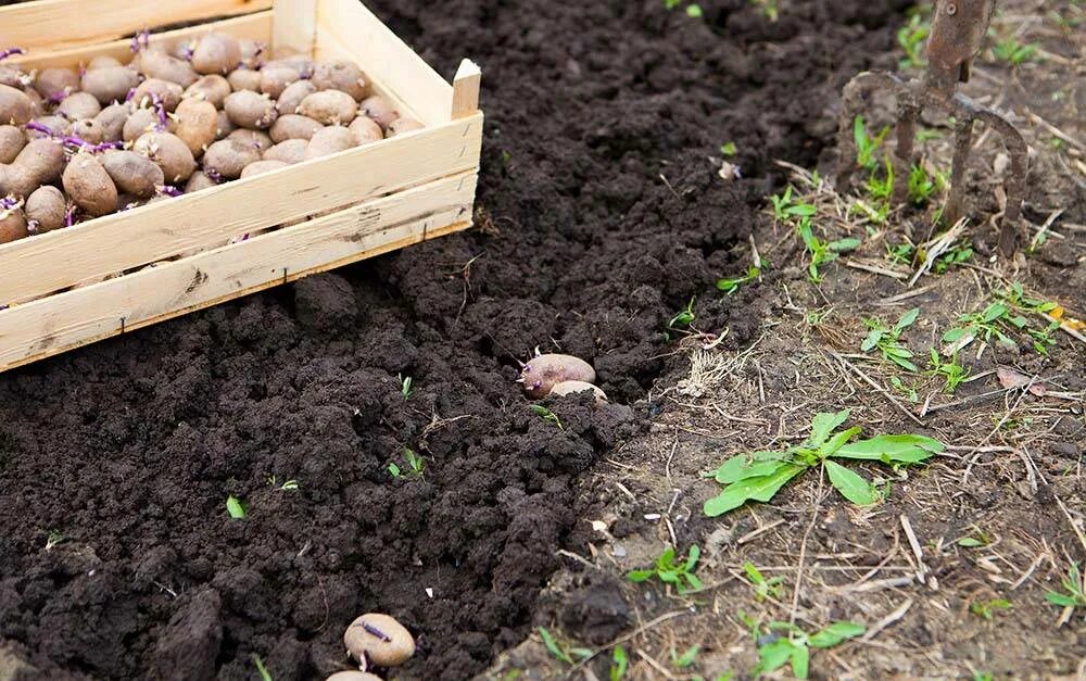 В какие дни апреля можно сажать картошку. Посадка картофеля. Китайский метод посадки картофеля. Посадка картошки. Посадка картофеля в поле.