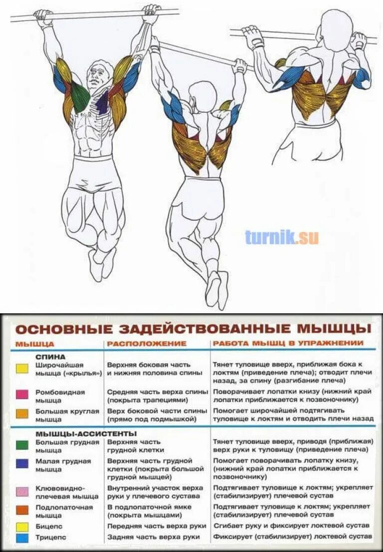 Какие мышцы работают при подтягиваниях обычным хватом. Подтягивания хваты группы мышц. мышцы задействованные при подтягивании на турнике. мышцы работающие при подтягивании на турнике. мышцы задействованные при подтягивании широким хватом.