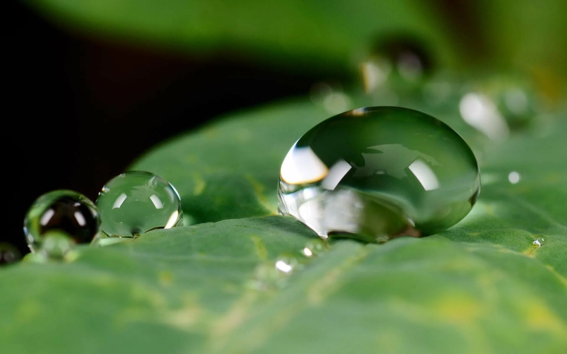 Капля. Капли воды. Капелька воды. Красивая капля воды.