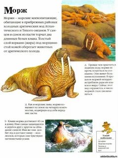 Морские звери узнавание называние краткое описание