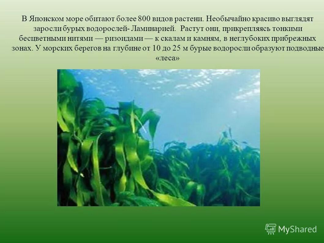 Бурые водоросли прикрепляются. Водоросли японского моря. Сообщение виды водорослей. Где обитают бурые водоросли. Сообщение о водоросли ламинария.