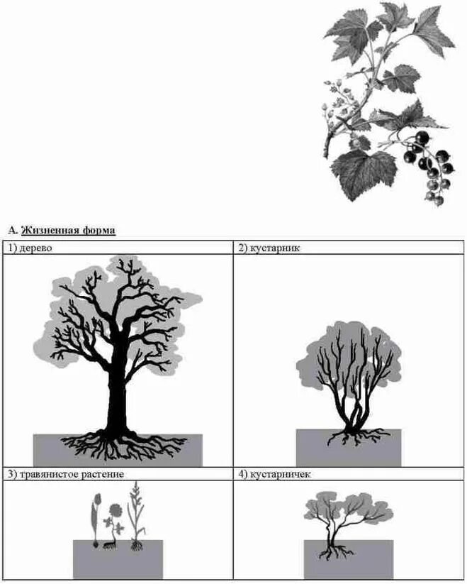 Жизненная форма дерева. Жизненная форма смородины. Тип соцветия черной смородины. Жизненная форма растений ВПР.