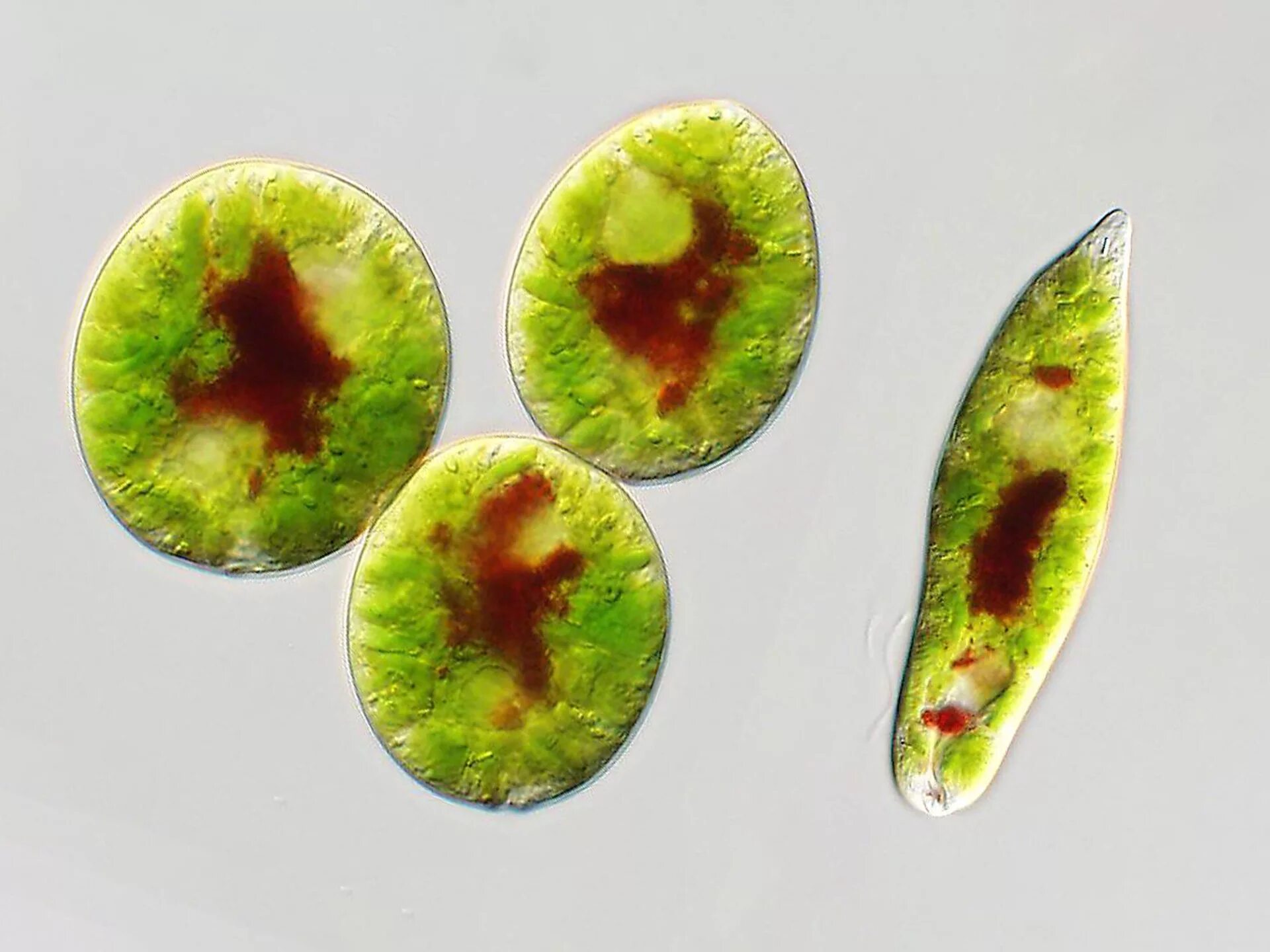 Известно что хламидомонада одноклеточная фотосинтезирующая зеленая водоросль. Одноклеточная водоросль хламидомонада. Эвглена водоросль. Эвглена зеленая водоросль. Циста эвглены зеленой.
