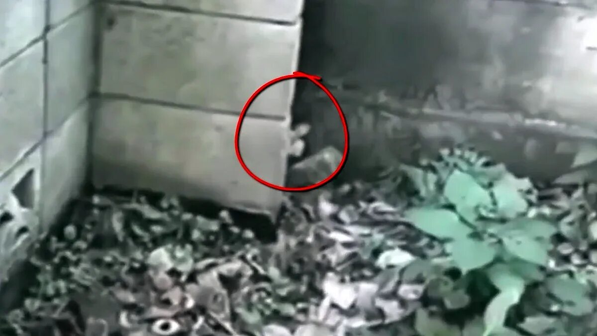 Непонятное существо в лесу. Дуэнде гномы. Аномальные существа в лесу. Дуэнде гномы. Существует в реальной жизни.