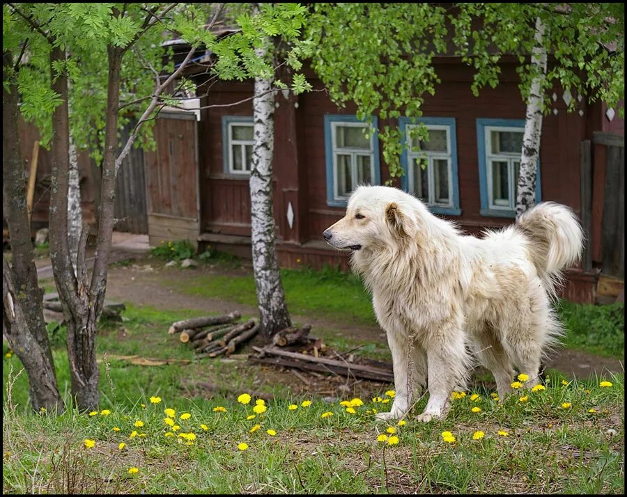 Жил у меня рыжий лохматый пес. Деревенские собаки. Собака во дворе. Деревенский пес. Собака у деревенского домика.