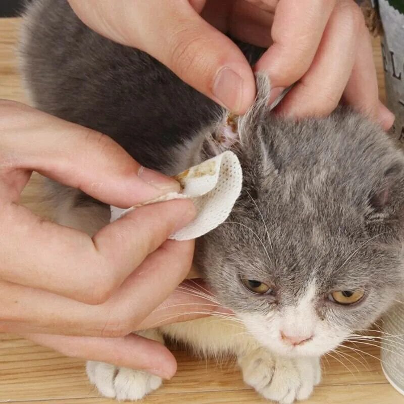 Как почистить уши котенку. Как почистить уши котенку