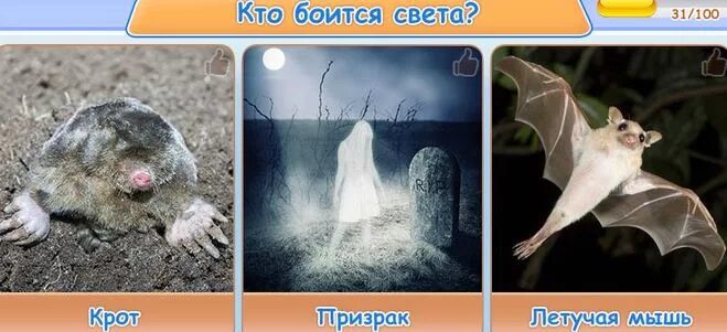 Света крот. Света крот. Европейский крот кротовые. Света крот. Света крот.