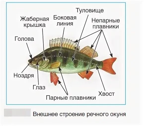 Парным плавником у окуня является