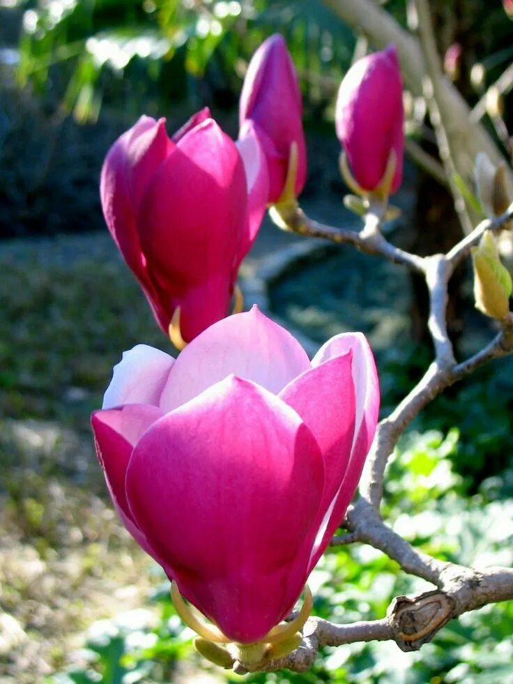 Tulip tree