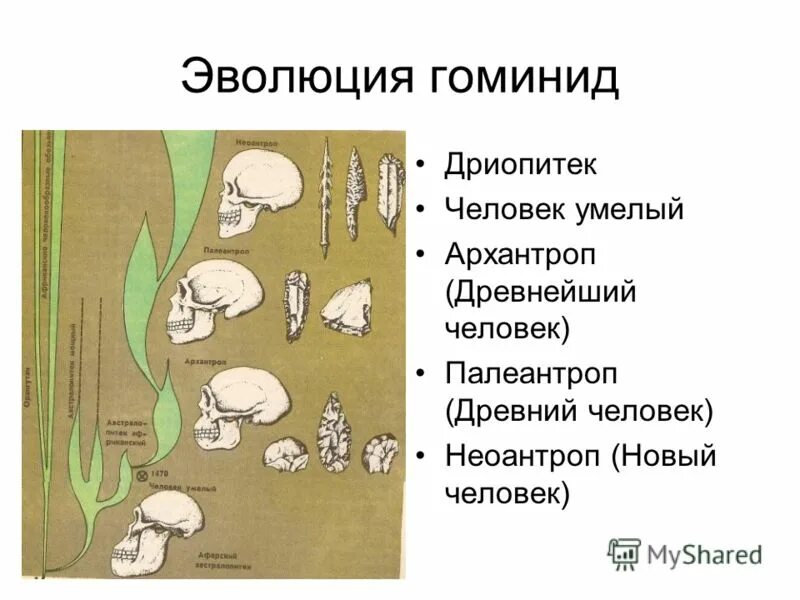 контрольная по биологии 11 класс антропогенез