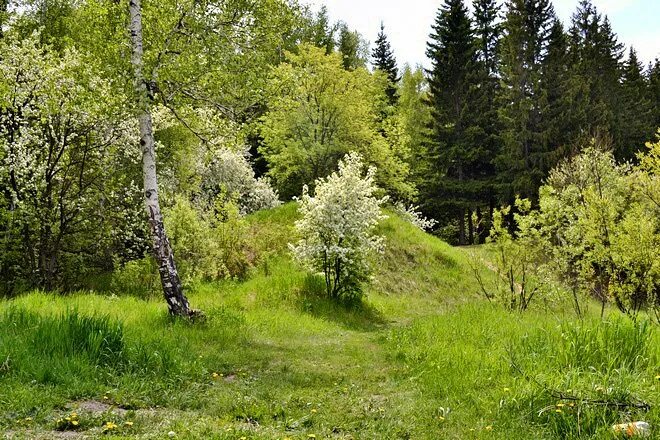 Дикая яблоня в лесу. Яблоня в лесу. Дикая Яблонька в лесу. Дикая яблоня в лесу фото. Дикий Яблоневый лес.