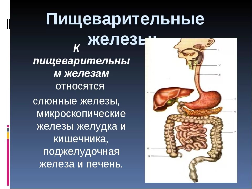 Пищеварительные железы. Железы пищеварительной системы человека. Строение пищеварительных желез. Пищеварительная система поджелудочная железа.