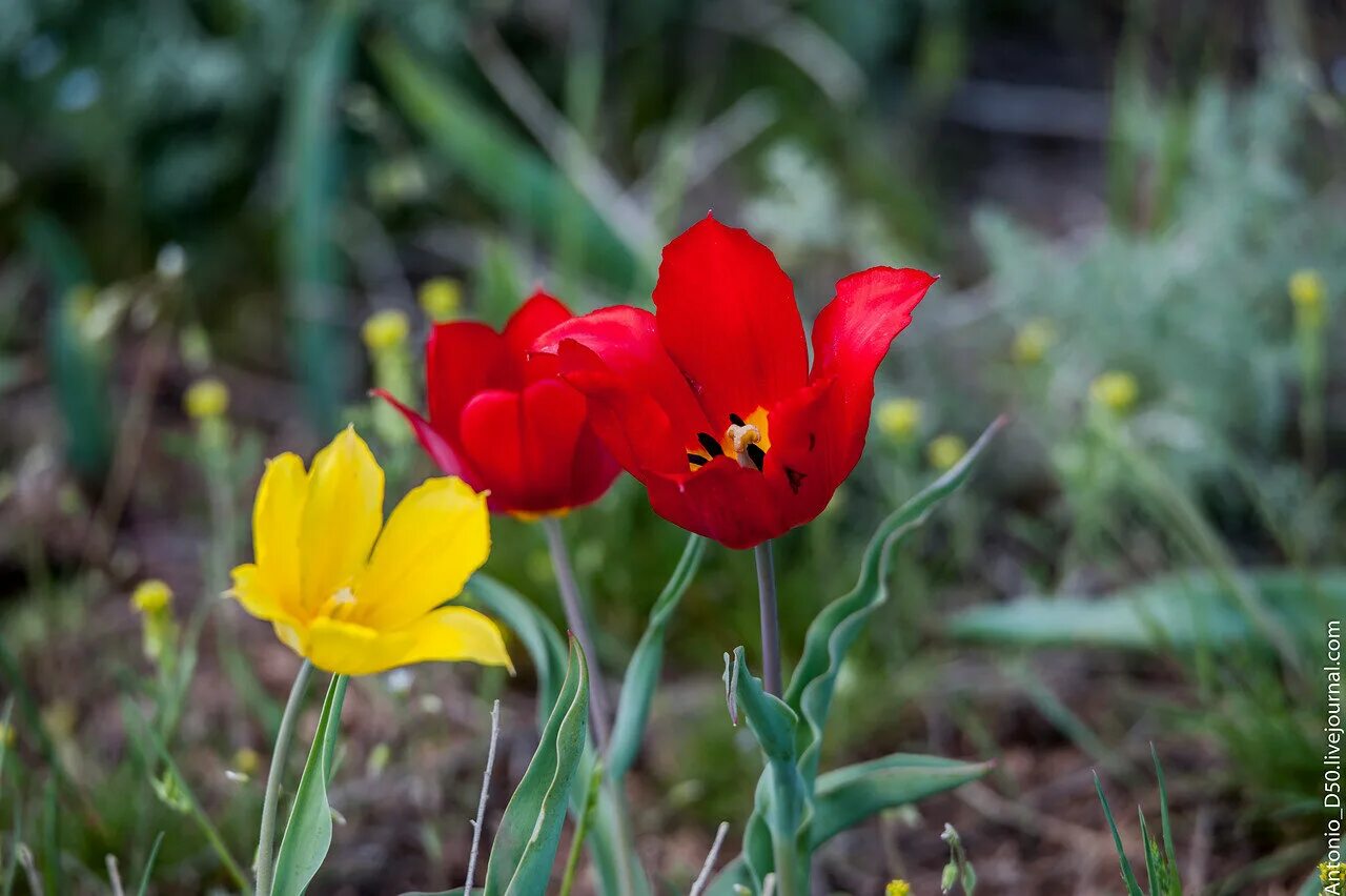 Тюльпан Шренка. Тюльпан Шренка Tulipa schrenkii. Тюльпан Шренка красная. Тюльпан Геснера.