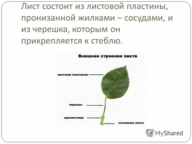 Черешковые и сидячие листья. Прилистники черешок основание листа. Части листа растения. Листовая пластинка листа осины. Внешнее строение черешкового листа.