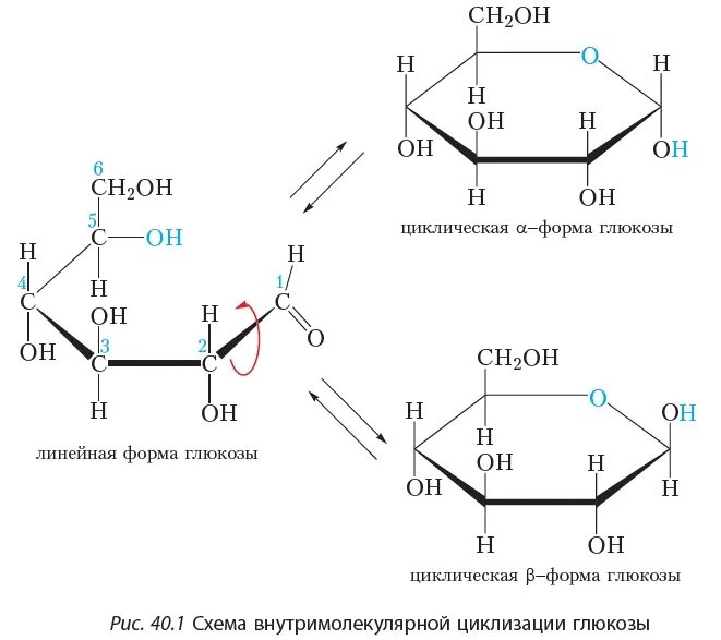 Циклическая формула глюкозы