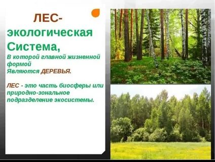 Проблемы сохранения экосистем