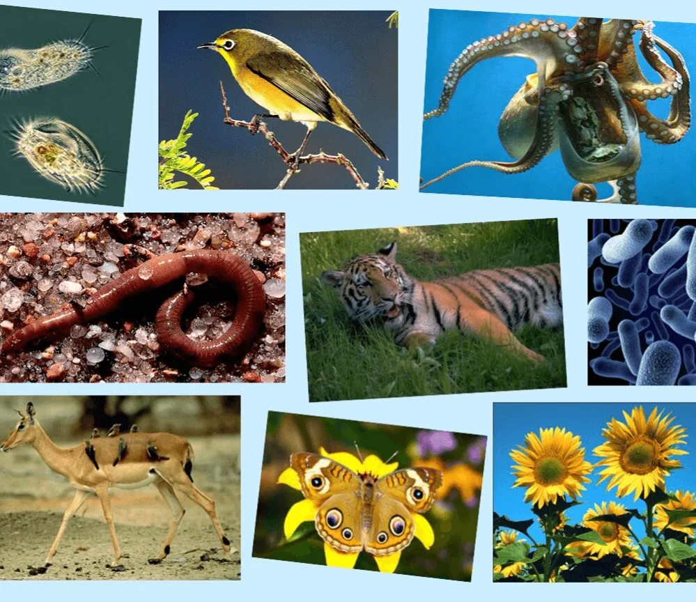 Разнообразие животного и растительного на земле. Живые организмы. Живые существа. Обитатели живой природы.
