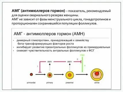 Как поднять антимюллеров гормон. Как поднять антимюллеров гормон