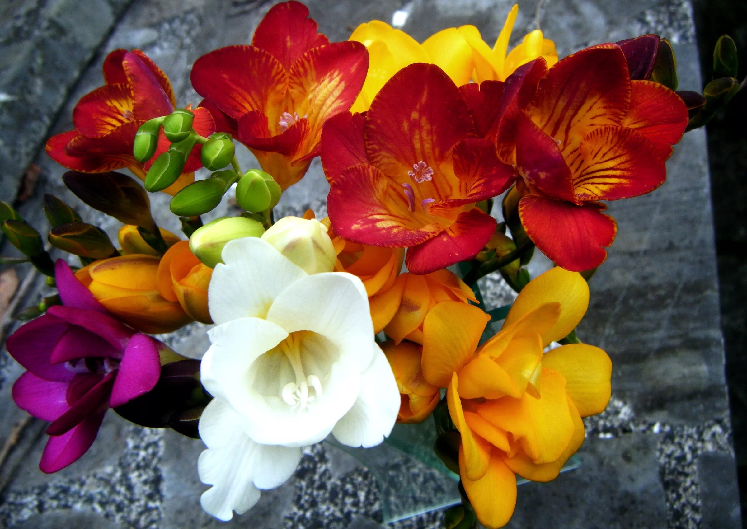 Фрезия это. Фрезия. фрезия цветок. фрезия (freesia). фрезия махровая.
