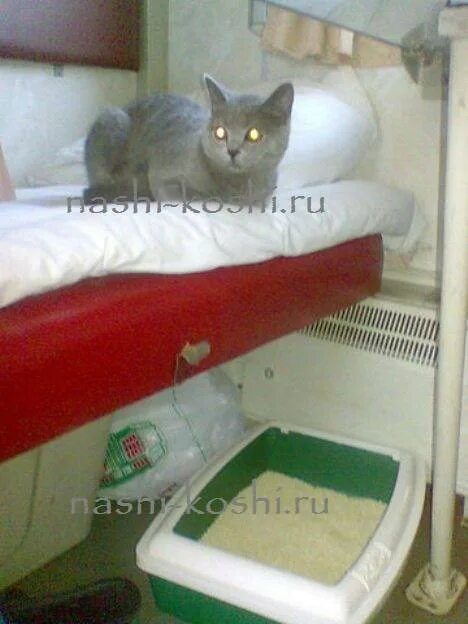 Как провозить кошку в поезде. Котик в поезде. кот в вагоне. вагон для животных. перевозка кота в поезде.
