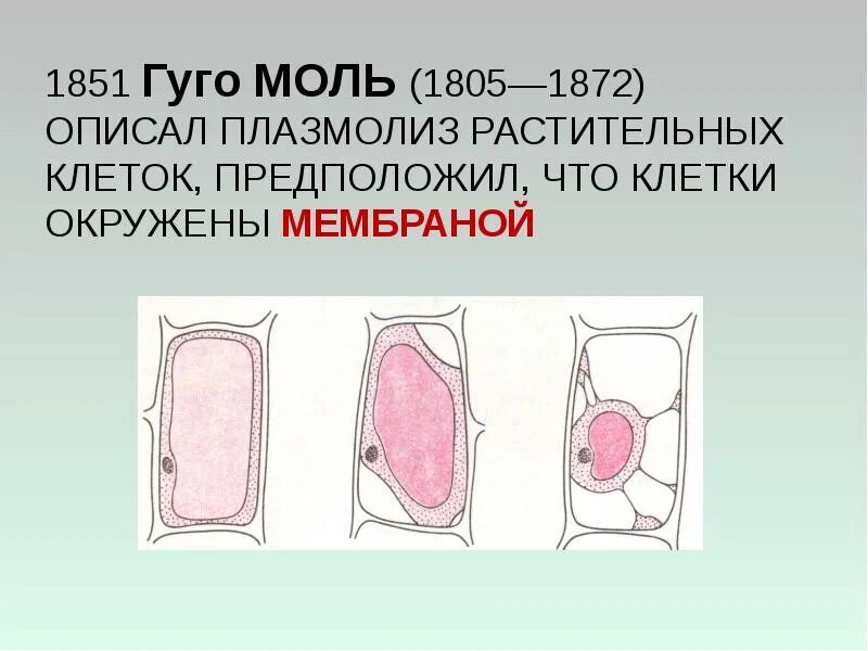 Явление плазмолиз. Плазмолиз и деплазмолиз в растительной клетке. Схема плазмолиза и деплазмолиза. Механизм плазмолиза и деплазмолиза.