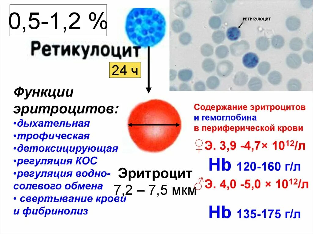 Нормальные показатели ретикулоцитов периферической крови в %. Ретикулоциты в периферической крови в норме. Исследование уровня ретикулоцитов в крови норма. Норма показатели крови ретикулоциты.