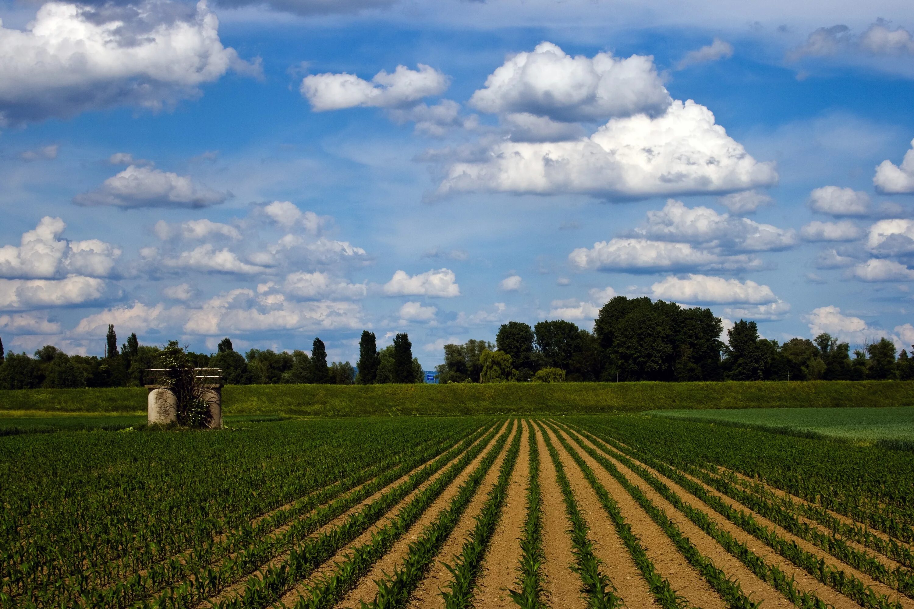 True fields. Поля. Американское поле. Фермерские поля. Поле ферма.