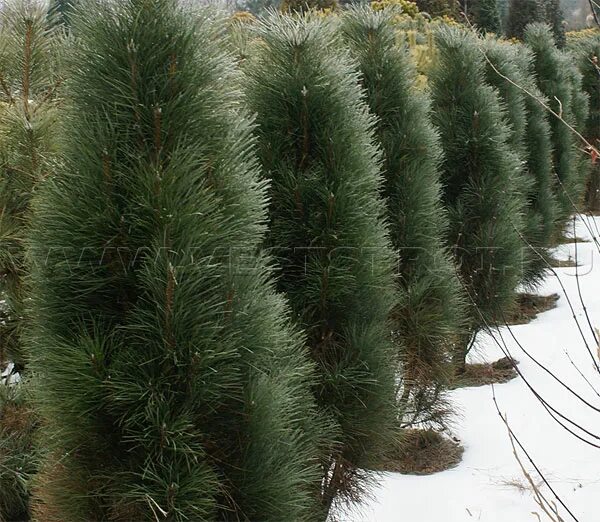 "Екатерининские сады" Сосна чёрная Грин Тауэр (Pinus nigra 'Green Tower')