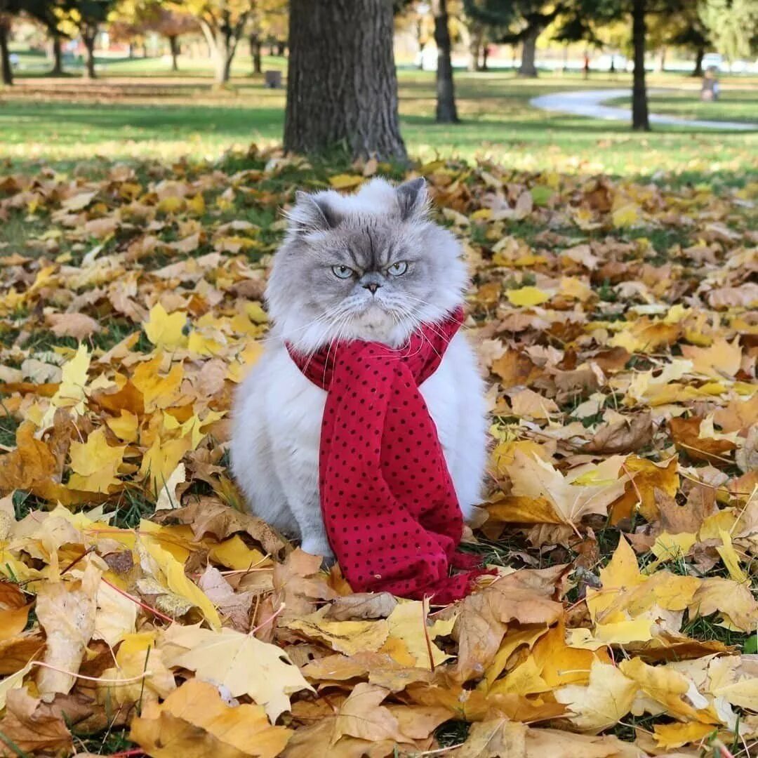Наступает конец сентября. Кот осень. Осеннее настроение. Осенняя депрессия. Осенняя хандра.