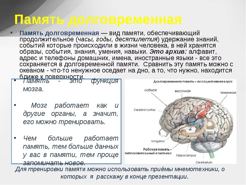 В мозгу есть область. Отдел памяти в мозге. Память в головном мозге. Память структуры мозга. Структуры головного мозга отвечающие за память.