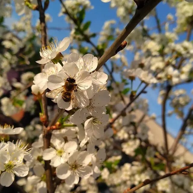самое время расцветать