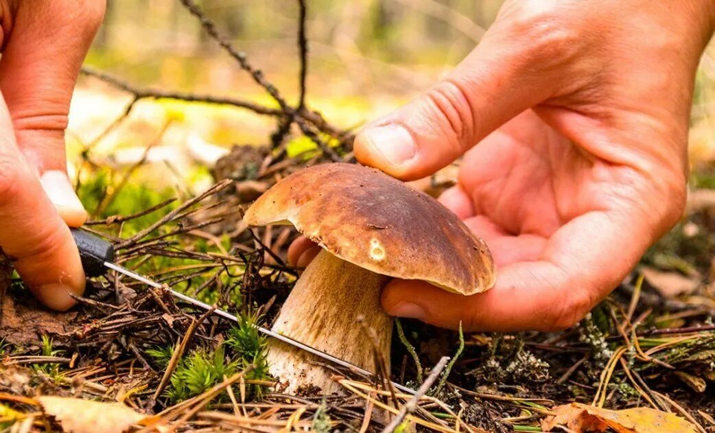 Поющий грибник. Мухомор срезанный. Срезать грибы во сне. Срезает гриб. Срезаем гриб ножиком.
