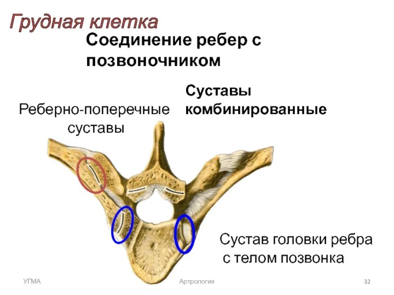 Ребро тип соединения