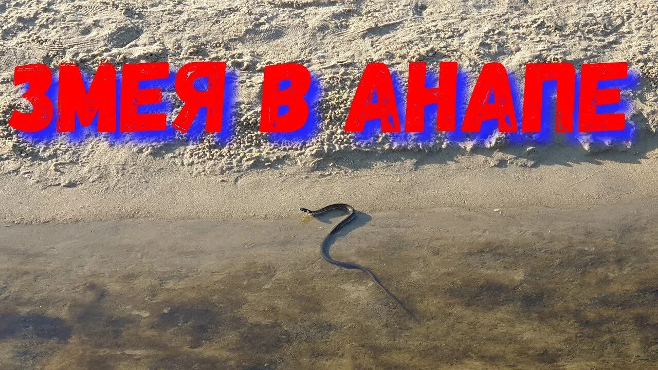 Змеи в анапе в море. Змеи в Анапе. Змеи на Анапском побережье. Анапа змеи на пляже. Змеи в Витязево.