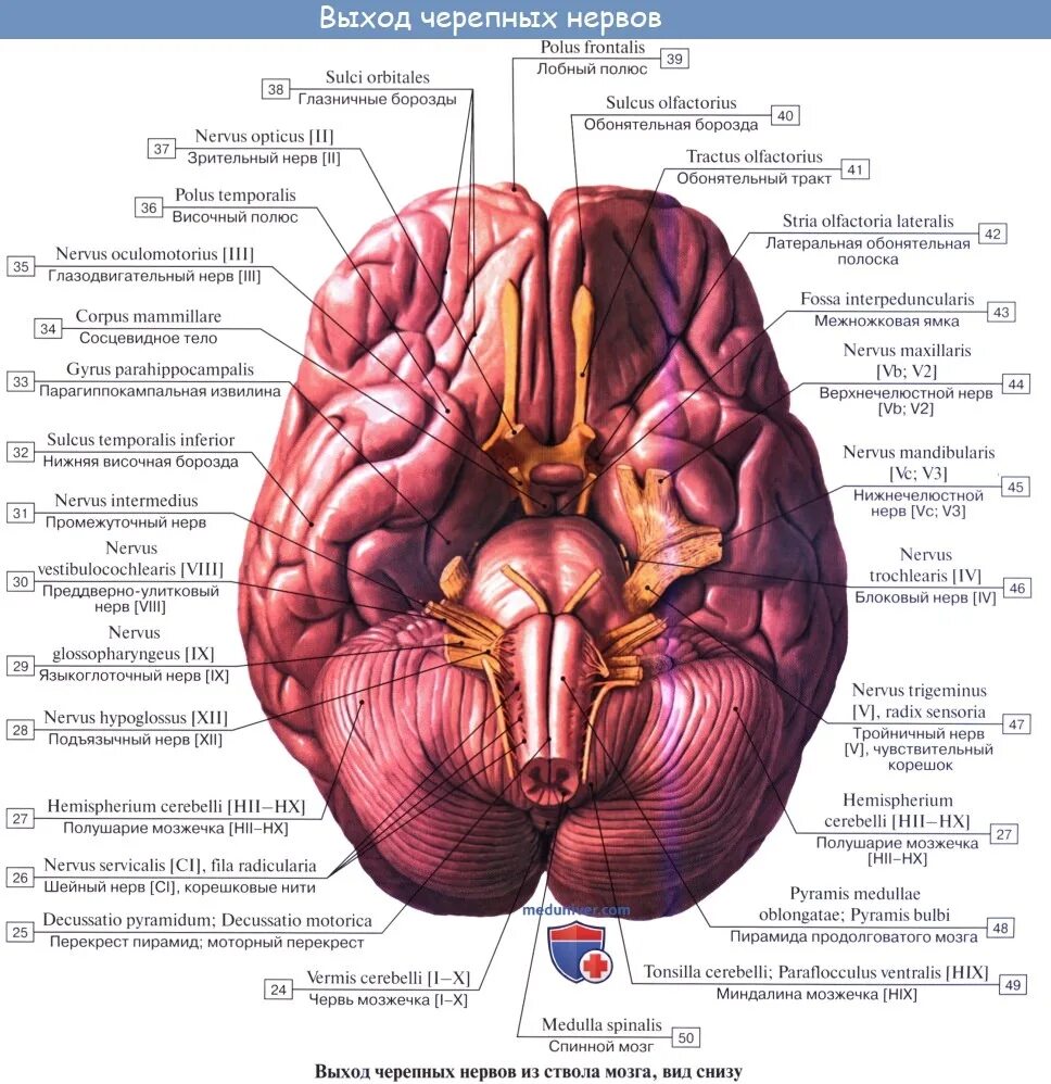 12 Пар черепно мозговых нервов анатомия. 12 Пар черепных нервов анатомия выходы из черепа. Выход 12 пар черепных нервов из мозга. Ядра 12 пар черепных нервов анатомия.
