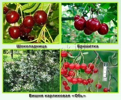 Самоплодные вишни низкорослые